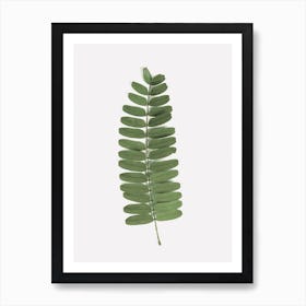 Green Leaf Plant Art Print