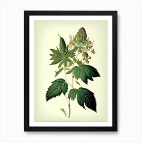 Snakeroot Leaf Vintage Botanical 2 Art Print