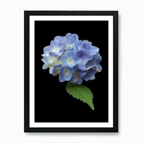 Hydrangea Art Print