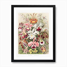 Orchideae–Denusblumen Orchid Variations, Ernst Haeckel Vintage Art Print