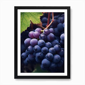 Black Grapes 2 Art Print