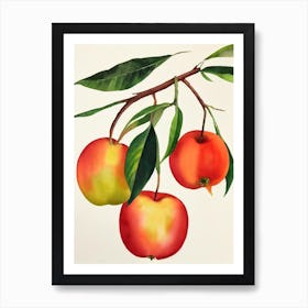 Star Apple Watercolour Fruit Painting Fruit Art Print