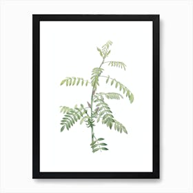 Vintage Flowering Indigo Plant Botanical Illustration on Pure White n.0134 Art Print