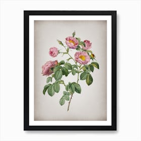 Vintage Tomentose Rose Botanical on Parchment n.0504 Art Print
