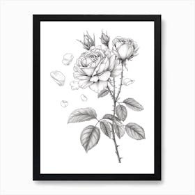 Rose With Petals Line Drawing 2 Art Print