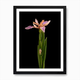 Flower Wild Iris Art Print