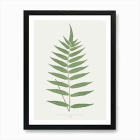 Fern Leaf Print Art Print