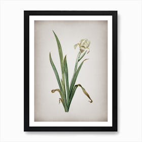 Vintage Crimean Iris Botanical on Parchment n.0548 Art Print