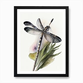 Black Saddlebags Dragonfly Watercolour Ink Pencil 1 Art Print