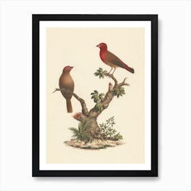 Red Billed Firefinch, Luigi Balugani Art Print