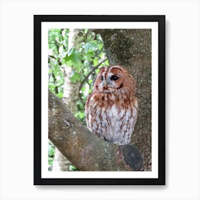 Barn Owl Sitting In a Tree England UK Art Print