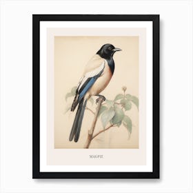 Vintage Bird Drawing Magpie 3 Poster Art Print