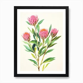 Proteas 2 Vintage Flowers Flower Art Print