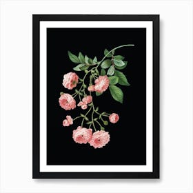 Vintage Pink Rambler Roses Botanical Illustration on Solid Black n.0888 Art Print