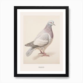 Vintage Bird Drawing Pigeon 2 Poster Art Print