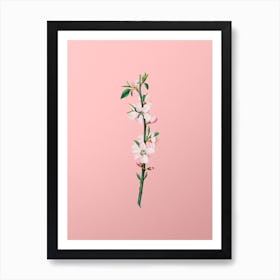 Vintage Peach Flower Botanical on Soft Pink Art Print