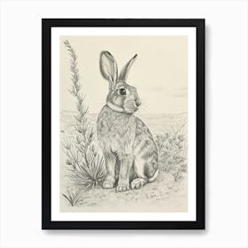 English Silver Rabbit Drawing 3 Art Print