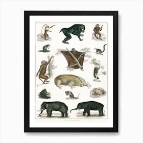 Collection Of Wild Animals, Oliver Goldsmith Art Print