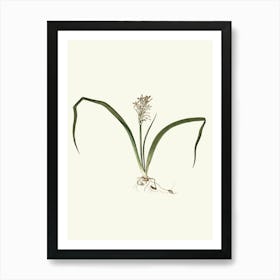 Tulip 1 Art Print