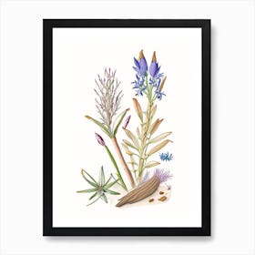 Gentian Root Spices And Herbs Pencil Illustration 1 Art Print