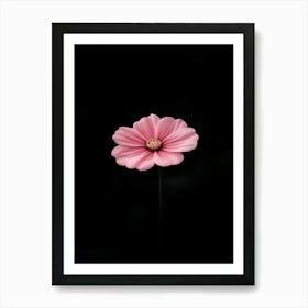 Single Pink Flower On Black Background 4 Art Print