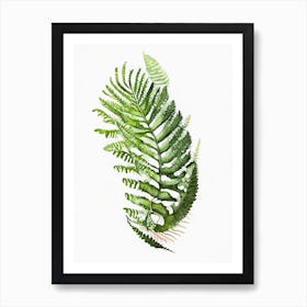 Ostrich Fern Watercolour Art Print