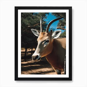Antelope photograph Art Print