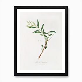 Jujube (Fiorazione Del Giuggiolo) From Pomona Italiana (1817 1839), Giorgio Gallesio Art Print