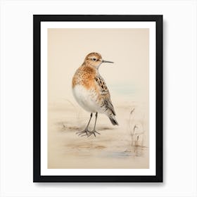 Vintage Bird Drawing Dunlin 3 Art Print