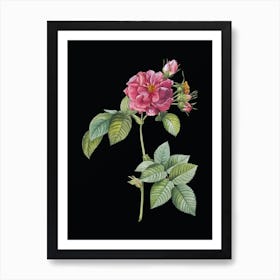 Vintage Pink Francfort Rose Botanical Illustration on Solid Black n.0653 Art Print