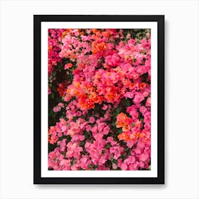 California Blooms Art Print