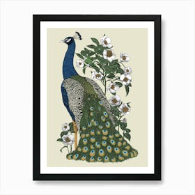 Peacock Art Print