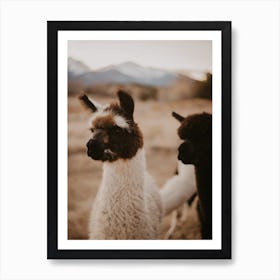 Alpaca Farm Art Print