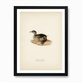 Young Horned Grebe, The Von Wright Brothers Art Print