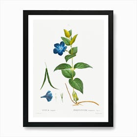 Greater Periwinkle, Pierre Joseph Redoute Art Print