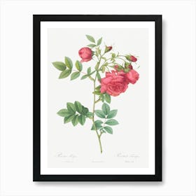 Turnip Roses, Pierre Joseph Redoute Art Print