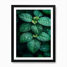 Green Leaves With Water Droplets Art Print