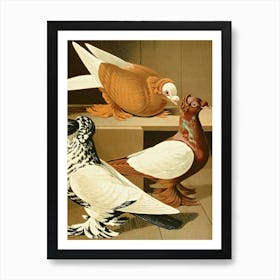 Vintage Pigeons Art Print