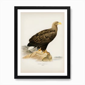 White Tailed Eagle (Haliaeetus Albicilla), The Von Wright Brothers Art Print