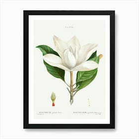 Southern Magnolia, Pierre Joseph Redoute Art Print