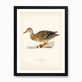 Mallard Female, The Von Wright Brothers Art Print