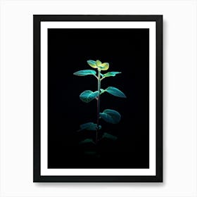 Plant On A Black Background Art Print