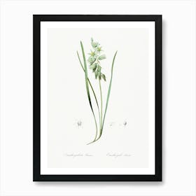 Drooping Star Of Bethlehem Illustration From Les Liliacées (1805), Pierre Joseph Redoute Art Print