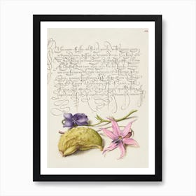 Sweet Violet, Gourd, And Dog Tooth Violet From Mira Calligraphiae Monumenta, Joris Hoefnagel Art Print