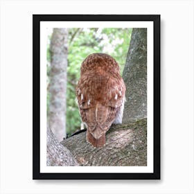 Owl In Tree Rear View Backside Countryside  Art Print