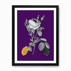 Vintage Double Moss Rose Black and White Gold Leaf Floral Art on Deep Violet n.0158 Art Print