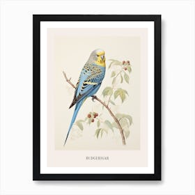 Vintage Bird Drawing Budgerigar 1 Poster Art Print