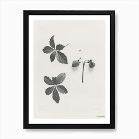 Bleeding Heart Flower Photo Collage 3 Art Print