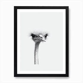 Ostrich B&W Pencil Drawing 2 Bird Art Print