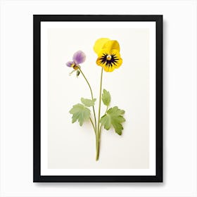 Pressed Wildflower Botanical Art Downy Yellow Violet Viola 1 Art Print